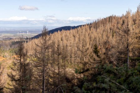 Fallecimiento del bosque en el Hartz debido al cambio climático en el Harz, abetos muertos debido a escarabajos de corteza