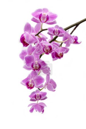Foto de Orquídea púrpura gran brazo aislado fondo blanco - Imagen libre de derechos