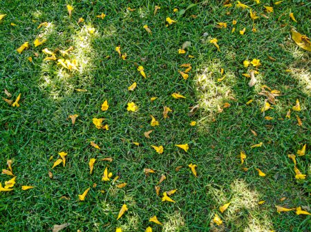 Yellow flowers on green grass in Bogota - Colombia