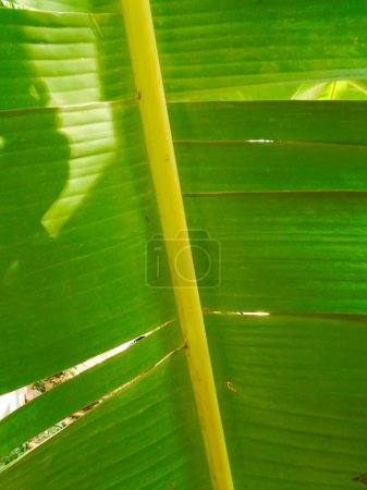 Téléchargez les photos : Feuille de banane dans la journée à Neiva - Huila - Colombie - en image libre de droit