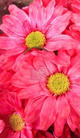 Téléchargez les photos : Bouquet de jolies roses violettes - en image libre de droit