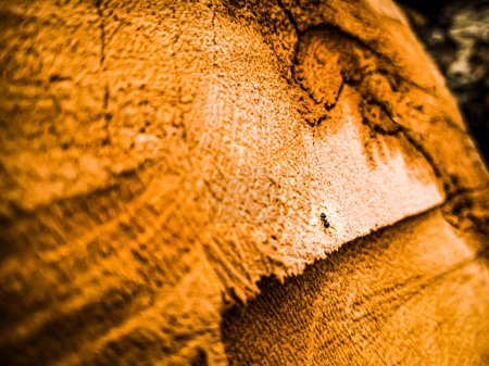 Foto de Macro foto de una hormiga negra en el tronco - Imagen libre de derechos