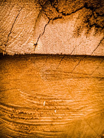 Foto de Hormiga negra en un trozo de tronco naranja - Imagen libre de derechos