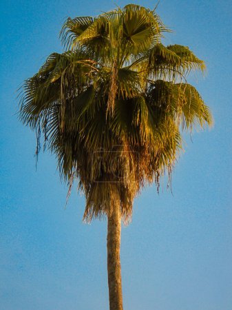 Foto de Vista de la palmera en una playa de Cartagena - Colombia - Imagen libre de derechos