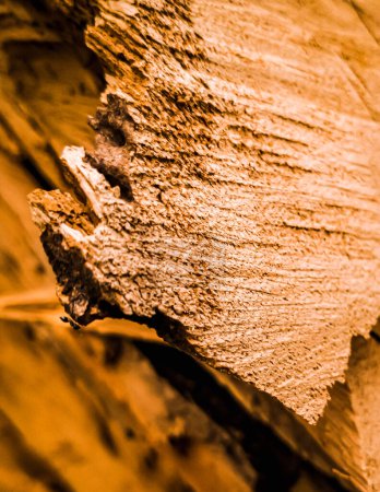 Foto de Hormiga negra en un trozo de tronco naranja - Imagen libre de derechos