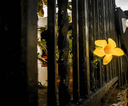 Beautiful yellow flower sticking out between bars at house in Panama City