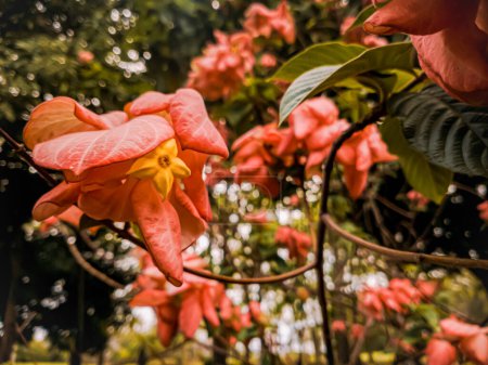 Foto de Hermosa flor rosa en el parque Omar Torrijos en la ciudad de Panamá - Imagen libre de derechos
