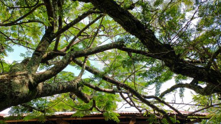 Vista de ramas de árboles en un día caluroso en Natagaima - Tolima - Colombia