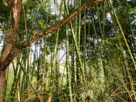 Mehrere Bambuspflanzen in der ländlichen Gegend von Gigante Huila - Kolumbien