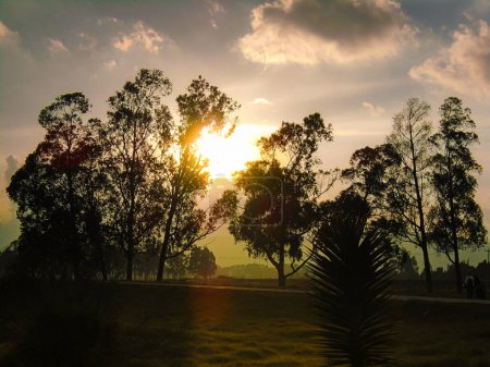 Téléchargez les photos : Rayons de soleil sur les grands arbres dans la zone rurale de Bosa - Bogota - Colombie - en image libre de droit