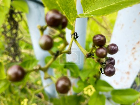 Two ants on a green branch of a grape plant in Neiva - Huila - Colombia