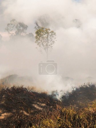 Beautiful tree in the middle of a forest fire in the rural area of Bosa, in the south of Bogota - Colombia