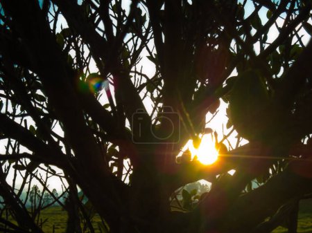 Rays of sun on branches of a tree in Bosa - Bogota - Colombia