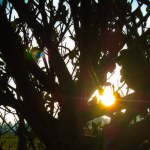 Rays of sun on branches of a tree in Bosa - Bogota - Colombia