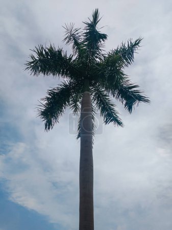 Palm tree with cloudy sky in the background in Panama City