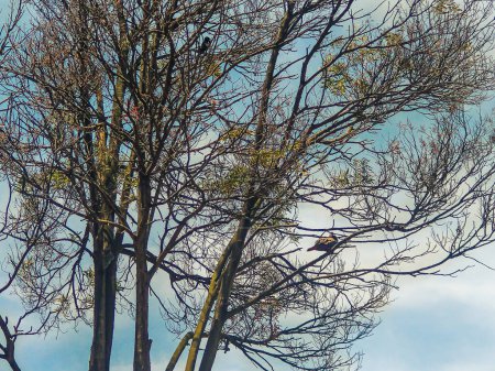 Hermosas palomas en algunas ramas de un árbol en el parque principal de Bosa, al sur de Bogotá Colombia