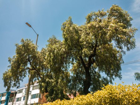 Baum mit grünen Blättern auf dem Gründungsplatz von Bosa im Süden von Bogota - Kolumbien