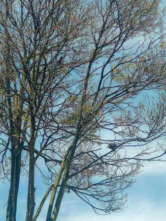Téléchargez les photos : Belles colombes sur quelques branches d'un arbre dans le parc principal de Bosa, au sud de Bogota - Colombie - en image libre de droit