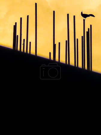 Grackle silhouette d'oiseau sur une structure métallique au coucher du soleil à Panama City