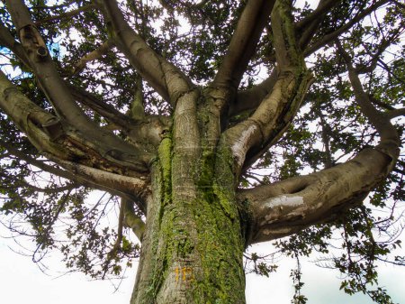 Blick auf einen schönen und hohen Baum in Bosa - Bogota - Kolumbien