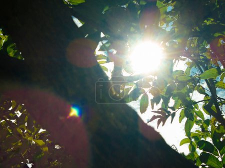 Leaves and branches of a green tree with the sun in the background in a park in Bosa, south of Bogota - Colombia