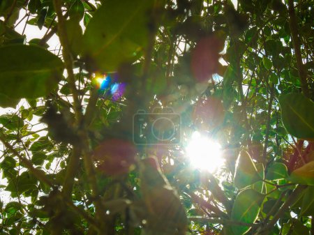 Leaves of a green tree with the sun in the background in a park in Bosa, south of Bogota - Colombia