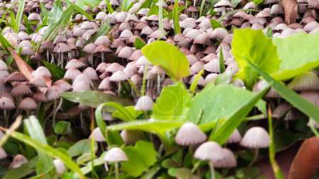 Foto de View of several mushrooms on a green grass in Neiva - Huila - Colombia - Imagen libre de derechos