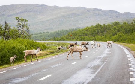 Foto de Situación peligrosa en una carretera de Suecia cuando un rebaño de renos cruza la calle - Imagen libre de derechos