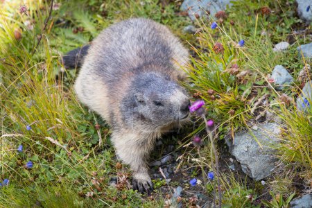 Foto de Adorable marmota oliendo a una flor silvestre - Imagen libre de derechos