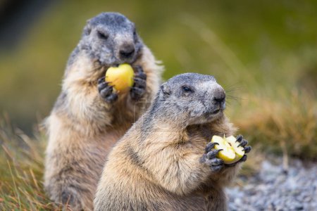 Foto de Lindas marmotas merienda manzanas frescas y saludables - Imagen libre de derechos
