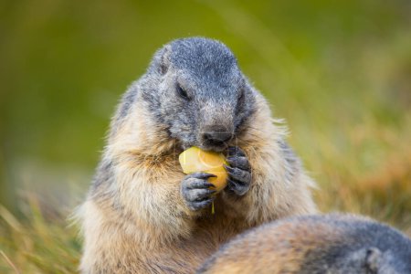 Foto de Linda y esponjosa marmota comiendo una manzana sana - Imagen libre de derechos