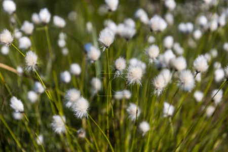 Photo for Cotton grass with green plants out of focus, useable as background or banner - Royalty Free Image