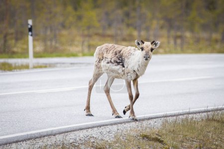 Foto de Reno bebé en una carretera en Finlandia - Imagen libre de derechos