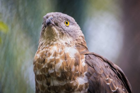 Portrait closeup of an eagle face