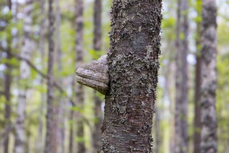 Lichter Baum in einem finnischen Wald mit einem Pilz