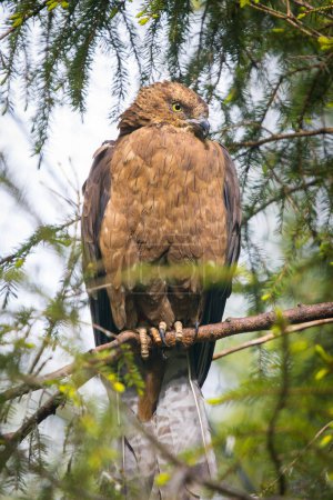 Buzzard sitting in a tree and hidden behind branches