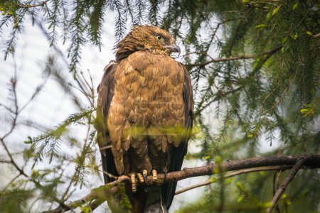 Buzzard, a proud bird of prey sitting on a branch in a finnish forest in lapland