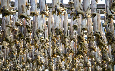 Cod fish drying on traditional wooden racks in the sun in Lofoten Islands, Norway, Europe
