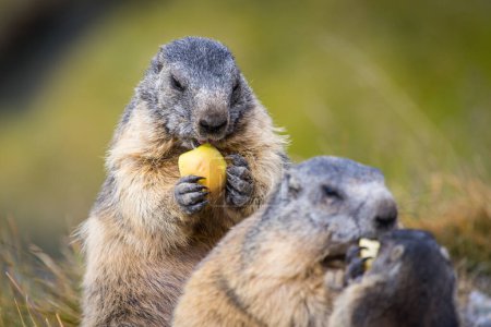Cute groundhogs snacking fresh and healthy  apples