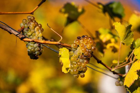 Weinbau-Trauben im warmen Herbstsonnenlicht vor der Ernte