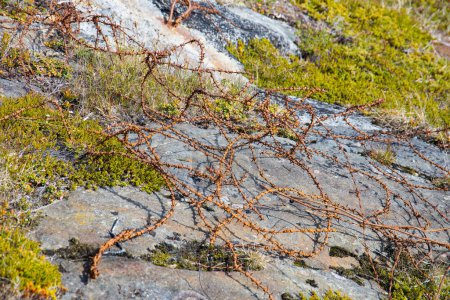 Rusty barbwire. relict from Wrold War 2 at the Skrolsvik Fort at Senja Island in Norway. Part of the former german Wehrmacht atlantic wall.