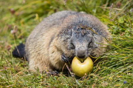 Marmota merendando una manzana sana en la hierba fresca