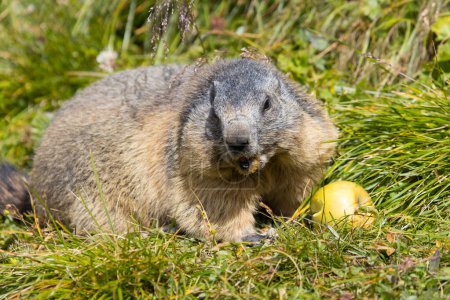 Groundhog snacking a healthy apple in the fresh grass
