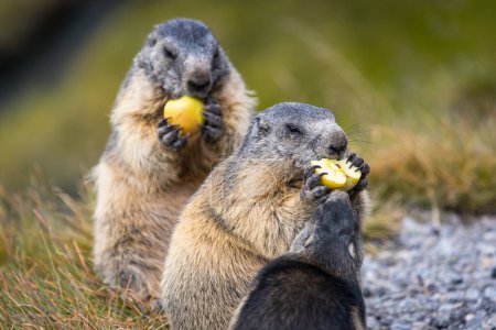 Foto de Lindo par de mullidas marmotas merendando manzanas saludables - Imagen libre de derechos