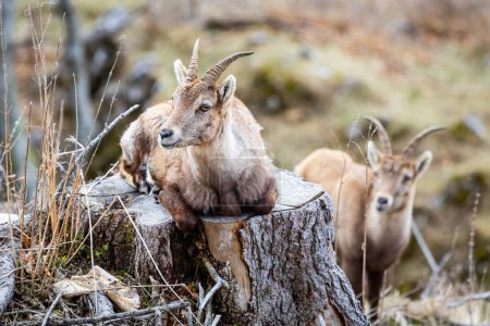 Cute mountain ibex chilling on a treestump