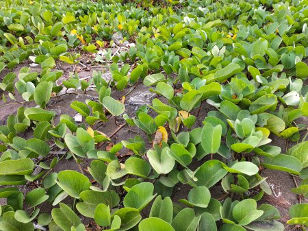 Photo for Green small leafs in nature. Goat's foot creeper or beach morning glory on the sand beach of sea. Selective focus. - Royalty Free Image