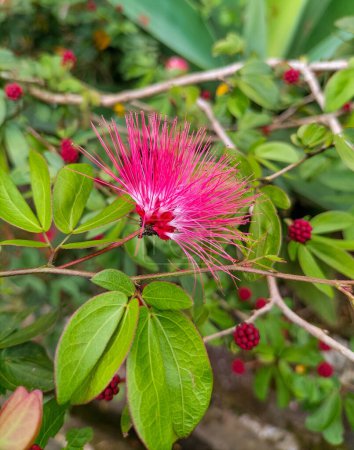 Photo for Selective focus. Red Powder Puff (Calliandra haematocephala) in Sumowono, Central Java, Indonesia. Natural background. - Royalty Free Image