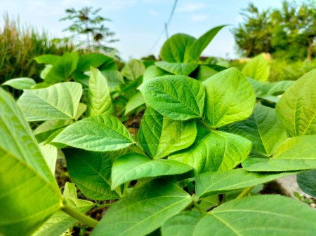 Photo for Closeup view of small green Pea plants, natural plants in garden. - Royalty Free Image