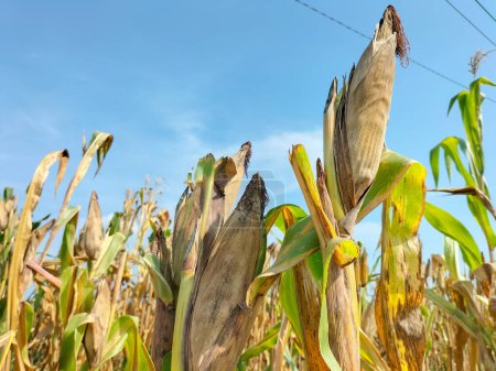 Photo for Dry corn stalks with cobs,corn on the stalk dry corn with blue sky background. Selective focus. - Royalty Free Image