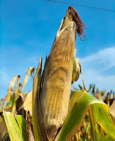 Photo for Dry corn stalks with cobs,corn on the stalk dry corn with blue sky background. Selective focus. - Royalty Free Image